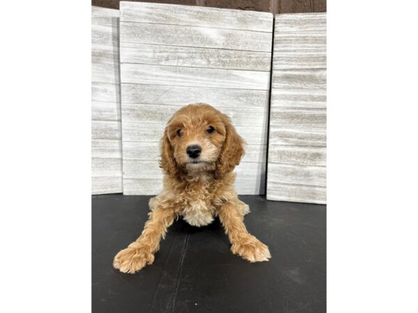 Cockapoo-DOG-Female-Red-4446-Petland Knoxville, Tennessee