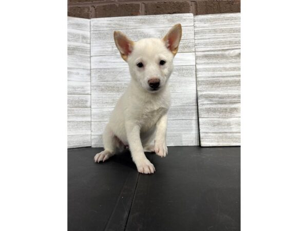 Shiba Inu-DOG-Female-White-4448-Petland Knoxville, Tennessee