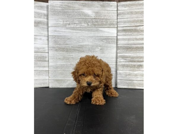 Toy Poodle-DOG-Male-Red-4447-Petland Knoxville, Tennessee