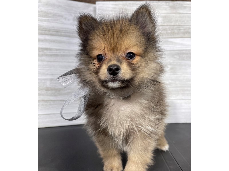 Pomeranian Puppy Orange Sable ID:4460 Located at Petland Knoxville ...