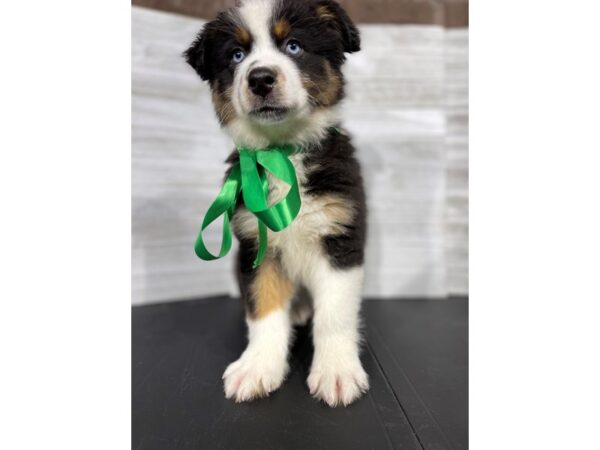 Australian Shepherd-DOG-Male-Tri-Colored-4461-Petland Knoxville, Tennessee