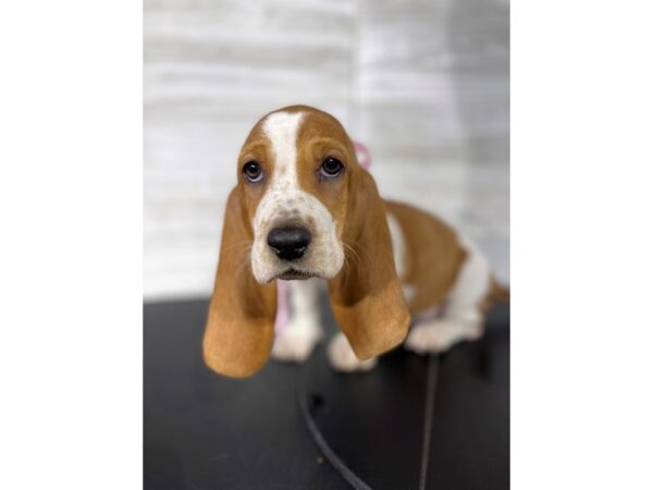 Basset Hound-DOG-Female-Red/White-4459-Petland Knoxville, Tennessee