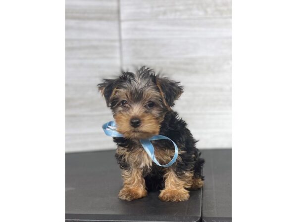 Yorkshire Terrier-DOG-Male-Black / Tan-4467-Petland Knoxville, Tennessee