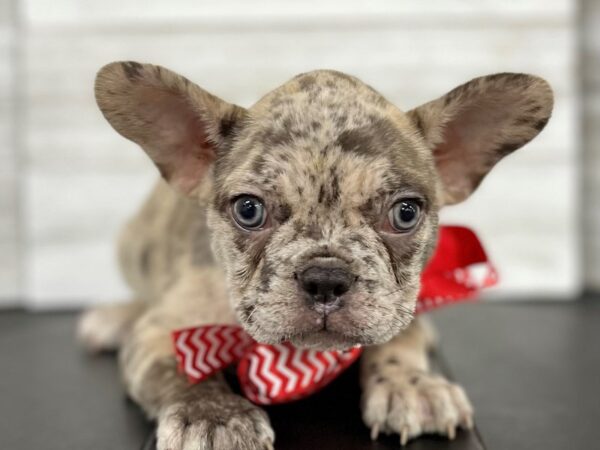 French Bulldog-DOG-Male-Chocolate merle-4473-Petland Knoxville, Tennessee