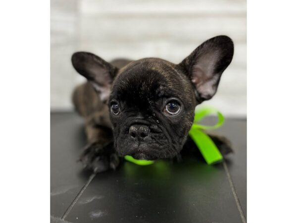 French Bulldog DOG Male Brindle 4472 Petland Knoxville, Tennessee