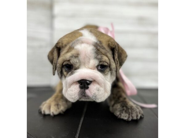Bulldog-DOG-Female-Fawn Brindle / White-4482-Petland Knoxville, Tennessee
