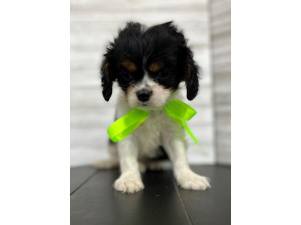 Cavalier King Charles Spaniel-DOG-Male-Tri-Colored-4470-Petland Knoxville, Tennessee