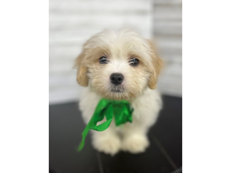 Malshi Puppies Petland Knoxville, Tennessee