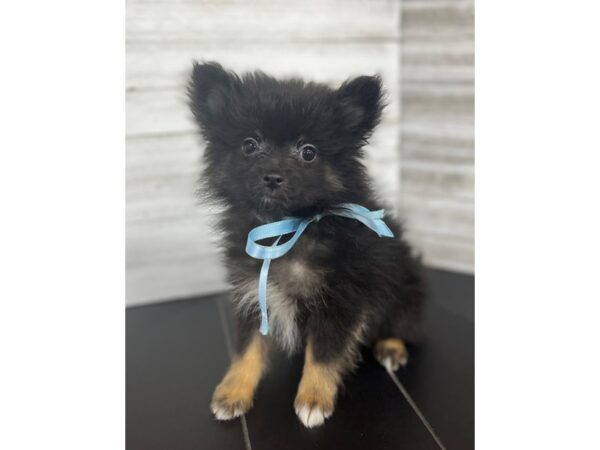 Pomeranian-DOG-Male-Black-4476-Petland Knoxville, Tennessee