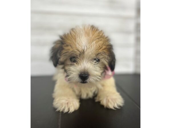 Coton De Tulear-DOG-Female-Brindle / White-4484-Petland Knoxville, Tennessee