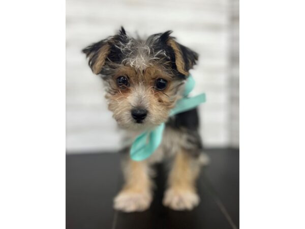 Morkie-DOG-Male-Black / Tan-4480-Petland Knoxville, Tennessee