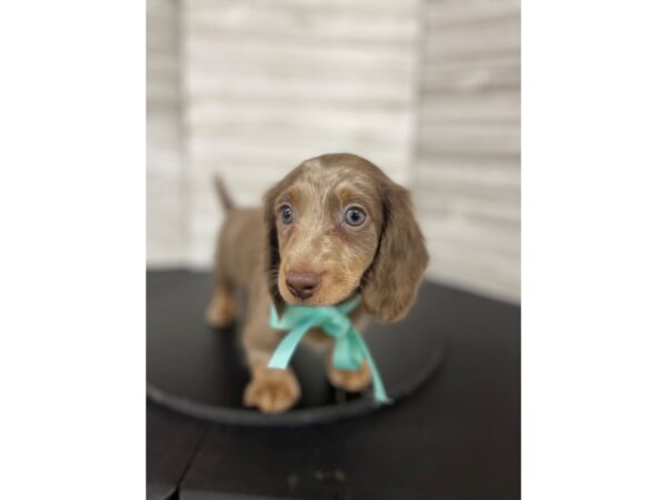 Dachshund-DOG-Male-Chocolate / Tan-4481-Petland Knoxville, Tennessee