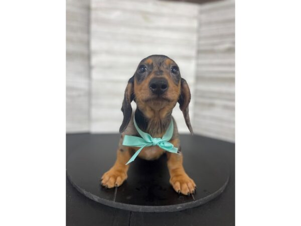 Dachshund-DOG-Male-Black / Tan-4488-Petland Knoxville, Tennessee
