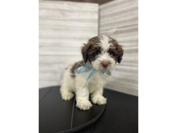 Havanese-DOG-Male-Chocolate / White-4477-Petland Knoxville, Tennessee