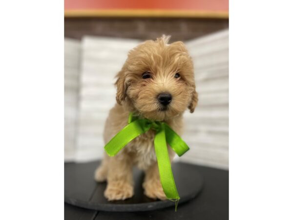 Maltipoo DOG Male Apricot 4474 Petland Knoxville, Tennessee