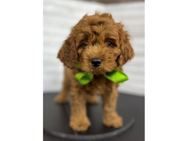 Cavapoo-DOG-Male-red-4469-Petland Knoxville, Tennessee