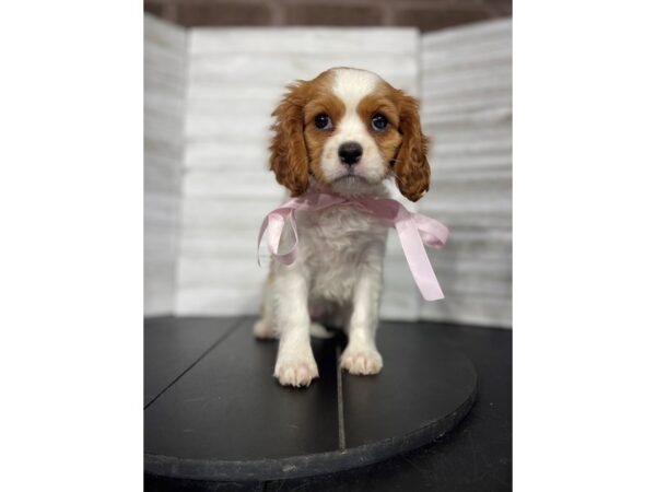Cavalier King Charles Spaniel-DOG-Female-red/White-4492-Petland Knoxville, Tennessee