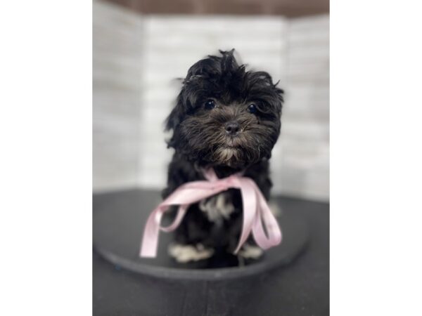 Maltese/Shih Tzu-DOG-Female-Black-4498-Petland Knoxville, Tennessee