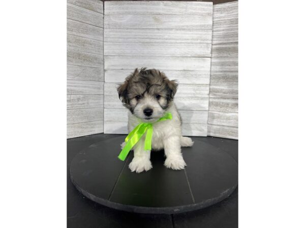 Teddy Bear-DOG-Male-Gold / White-4496-Petland Knoxville, Tennessee