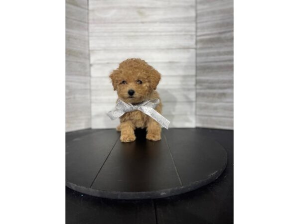 Miniature Poodle-DOG-Female-apricot-4497-Petland Knoxville, Tennessee