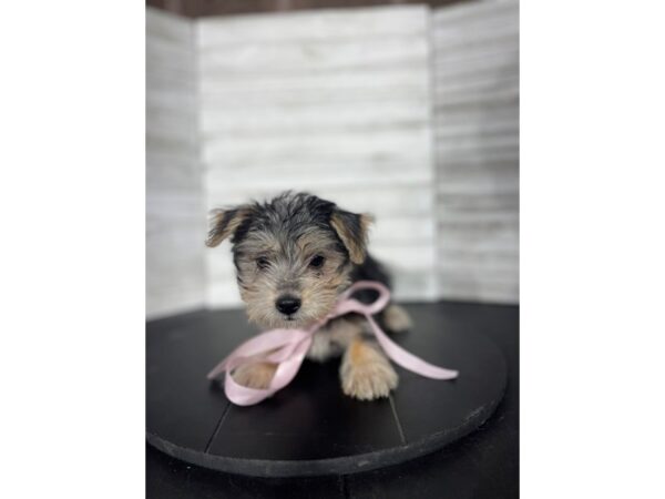Maltese/Silky Terrier-DOG-Female-Black Tan / White-4495-Petland Knoxville, Tennessee