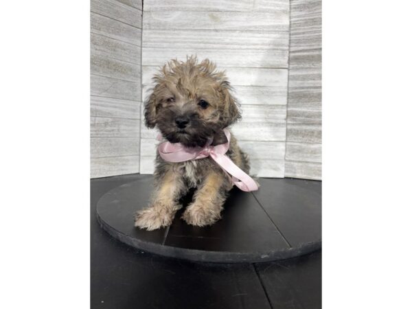 Schnoodle-DOG-Female-Salt / Pepper-4489-Petland Knoxville, Tennessee