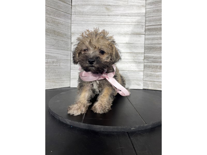 Schnoodle Puppy Salt / Pepper ID4489 Located at Petland Knoxville