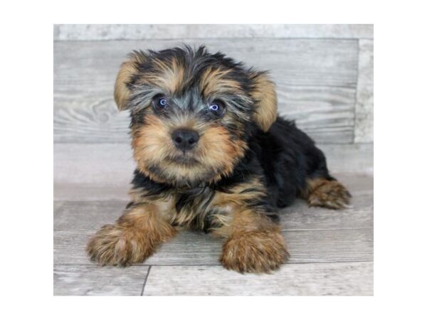 Silky Terrier-DOG-Male-Black / Tan-4509-Petland Knoxville, Tennessee