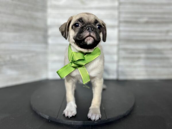 Pug-DOG-Male-fawn-4510-Petland Knoxville, Tennessee