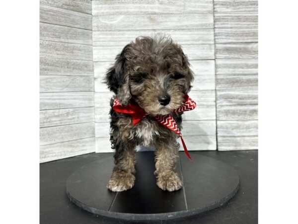Miniature Aussidoodle-DOG-Male-Black / Silver-4512-Petland Knoxville, Tennessee