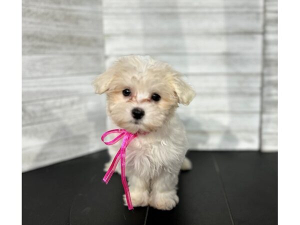 Maltese-DOG-Female-White-4506-Petland Knoxville, Tennessee