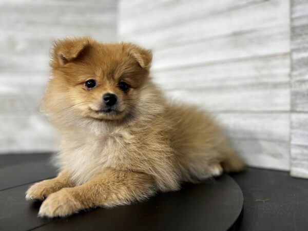 Pomeranian DOG Female Red Sable 4503 Petland Knoxville, Tennessee
