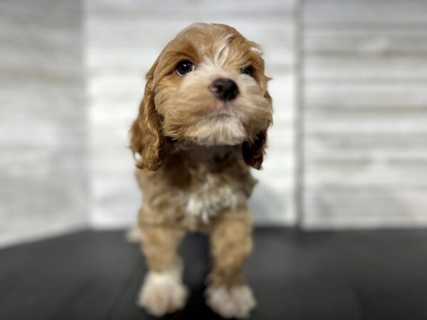 Cockapoo-DOG-Male-bf/wht marking-4504-Petland Knoxville, Tennessee