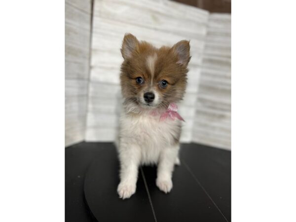 Pomeranian-DOG-Female-PARTI-4513-Petland Knoxville, Tennessee