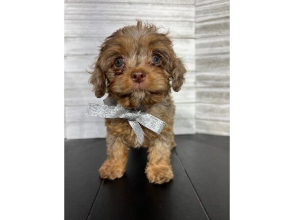 Cockapoo-DOG-Female-Red-4501-Petland Knoxville, Tennessee