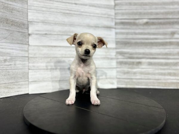 Chihuahua DOG Male Cream 4520 Petland Knoxville, Tennessee