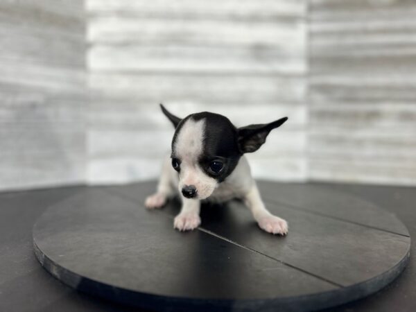 Chihuahua DOG Male Black/White 4519 Petland Knoxville, Tennessee