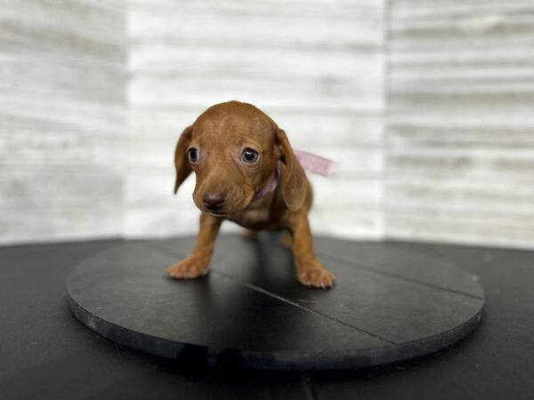 Dachshund DOG Female Red 4518 Petland Knoxville, Tennessee