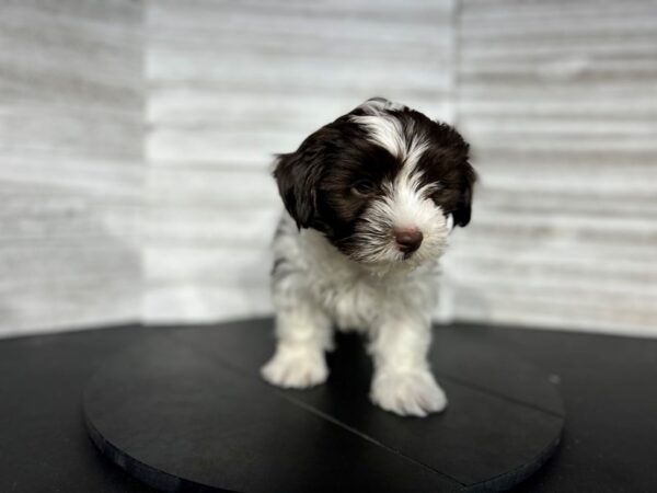 Havanese-DOG-Male-Chocolate / White-4524-Petland Knoxville, Tennessee