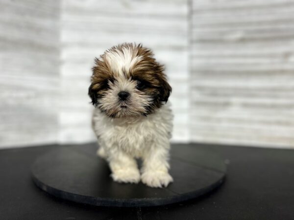 Shih Tzu DOG Male Gold / White 4523 Petland Knoxville, Tennessee