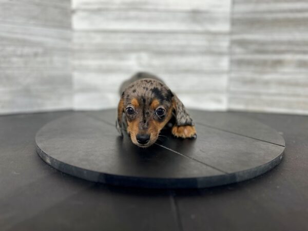 Dachshund DOG Male Blue 4525 Petland Knoxville, Tennessee