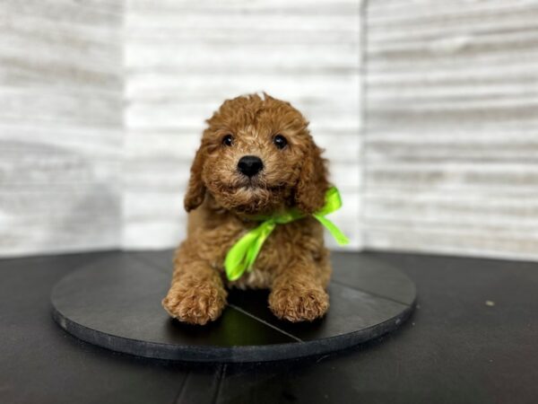 Bichapoo-DOG-Male-Red-4517-Petland Knoxville, Tennessee