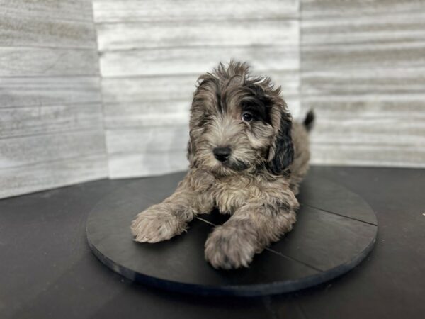 Mini Goldendoodle DOG Male Blue Merle 4515 Petland Knoxville, Tennessee