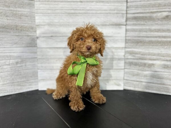 Maltipoo-DOG-Male-Red-4522-Petland Knoxville, Tennessee