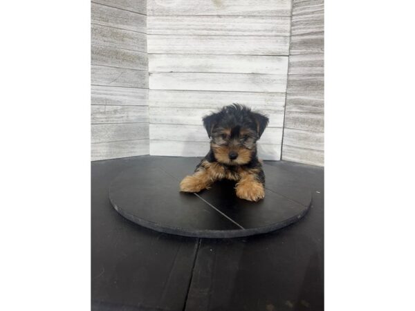 Morkie DOG Male Black/Tan 4521 Petland Knoxville, Tennessee