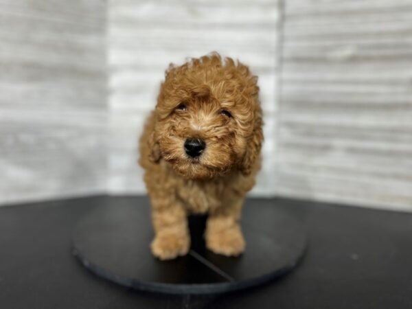 Mini Goldendoodle-DOG-Male-Red-4516-Petland Knoxville, Tennessee