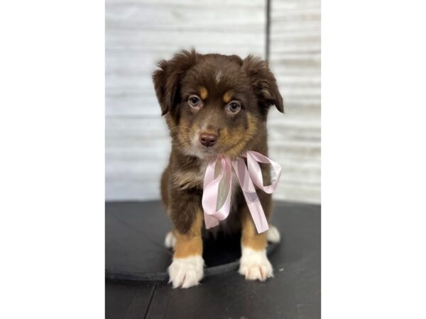 Toy Australian Shepherd DOG Female Red Tri 4529 Petland Knoxville, Tennessee