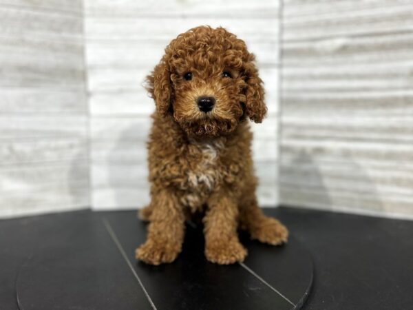 Poodle Mini-DOG-Male-Red-4538-Petland Knoxville, Tennessee