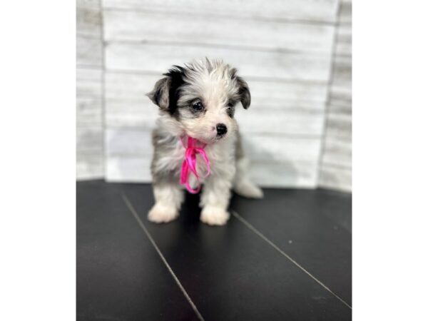 Maltipoo/Yorkie DOG Female Blue Merle, Parti 4536 Petland Knoxville, Tennessee