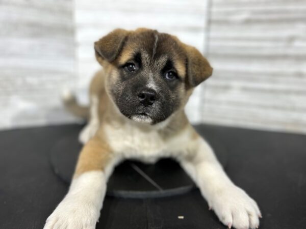 Akita-DOG-Male-Brown / White-4537-Petland Knoxville, Tennessee